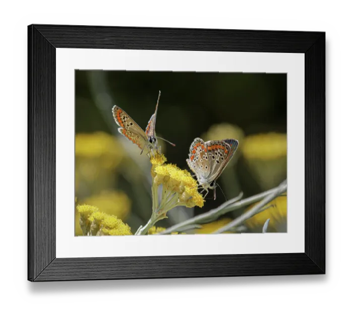 Framed Print : Two Brown argus butterflies (Aricia agestis) nectaring on flower, Podere Montecucco, Orvieto, Italy. August Framed Print : Two Brown argus butterflies (Aricia agestis) nectaring on flower, Podere Montecucco, Orvieto, Italy. August