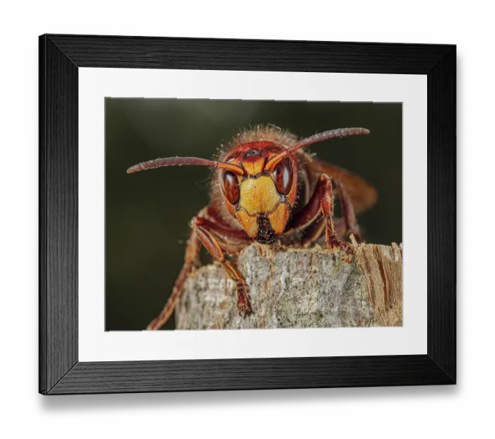 Framed Print : Hornet (Vespa crabro) chewing on wooden stump, Podere Montecucco, Orvieto, Umbria, Italy. June Framed Print : Hornet (Vespa crabro) chewing on wooden stump, Podere Montecucco, Orvieto, Umbria, Italy. June