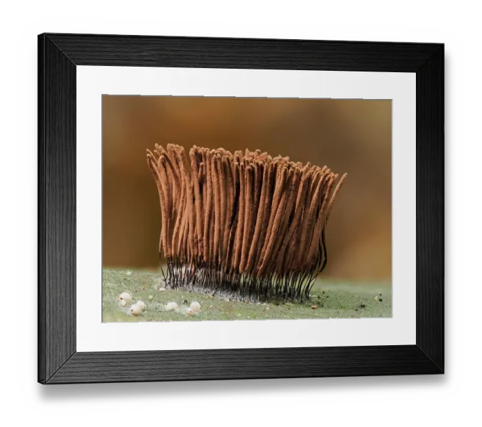 Framed Print : Slime mould (Stemonitis axifera) mature sporangia ready to disperse spores, Buckinghamshire, England, UK, July. Focus stacked Framed Print : Slime mould (Stemonitis axifera) mature sporangia ready to disperse spores, Buckinghamshire, England, UK, July. Focus stacked