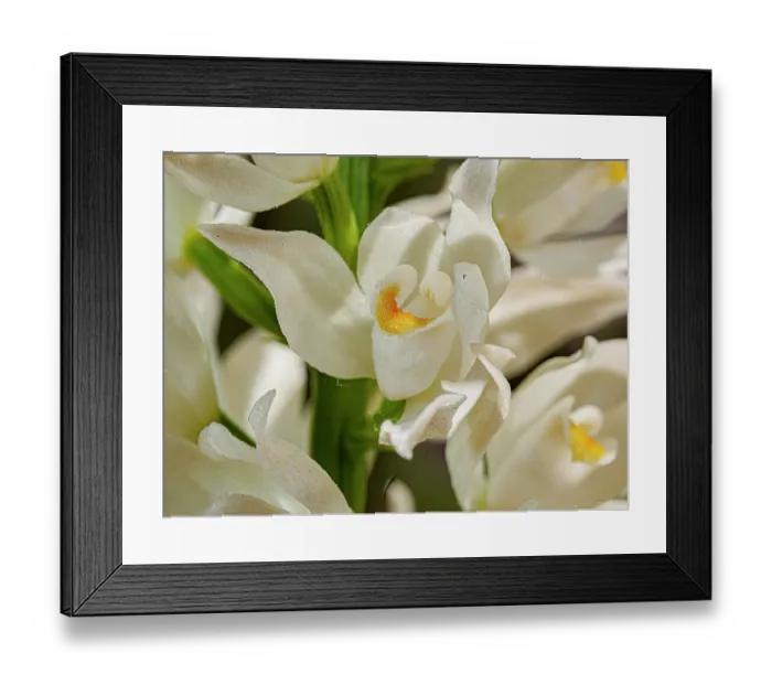 Framed Print : Sword-leaved helleborine (Cephalanthera longifolia) in flower, Nera Valley, Umbria, Italy. May. Focus stacked Framed Print : Sword-leaved helleborine (Cephalanthera longifolia) in flower, Nera Valley, Umbria, Italy. May. Focus stacked