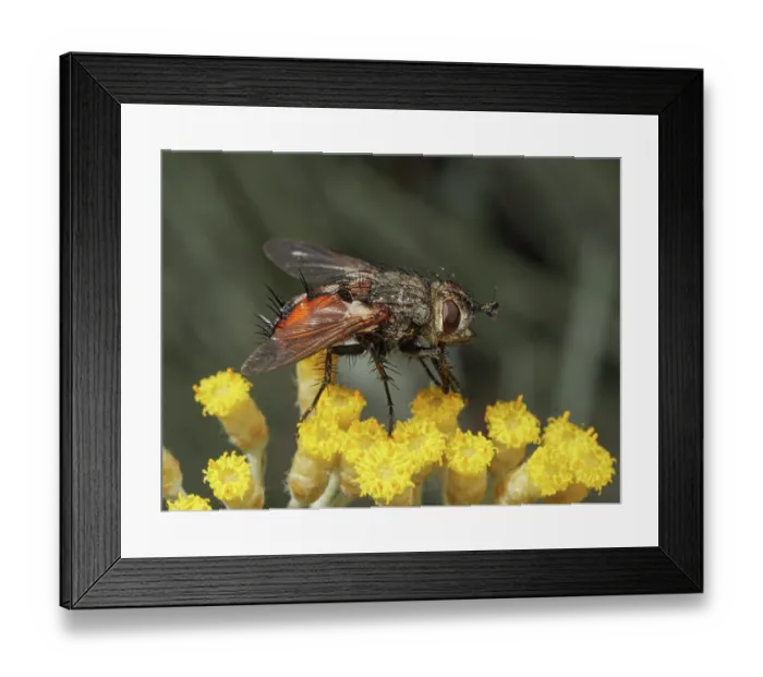 Framed Print : Hedgehog fly (Tachina fera) nectaring on flower, Podere Montecucco, Orvieto, Umbria, Italy. June Framed Print : Hedgehog fly (Tachina fera) nectaring on flower, Podere Montecucco, Orvieto, Umbria, Italy. June