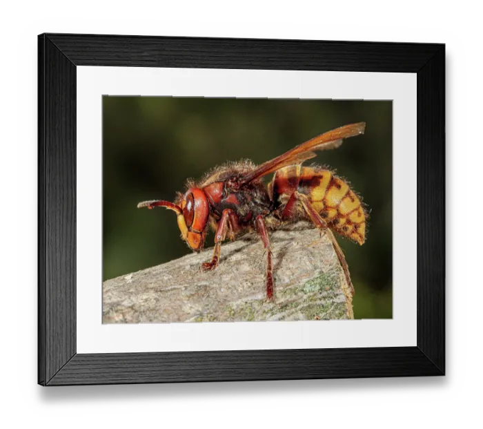 Framed Print : Hornet (Vespa crabro) chewing on wooden stump, Podere Montecucco, Orvieto, Umbria, Italy. June Framed Print : Hornet (Vespa crabro) chewing on wooden stump, Podere Montecucco, Orvieto, Umbria, Italy. June