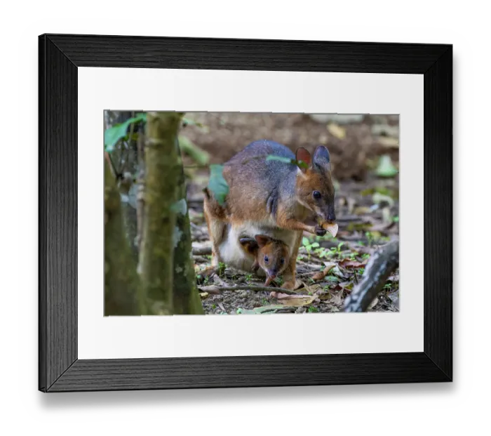 Framed Print : Red-legged pademelon (Thylogale stigmatica) female with joey in pouch, feeding in forest, Yungaburra, Queensland, Australia Framed Print : Red-legged pademelon (Thylogale stigmatica) female with joey in pouch, feeding in forest, Yungaburra, Queensland, Australia