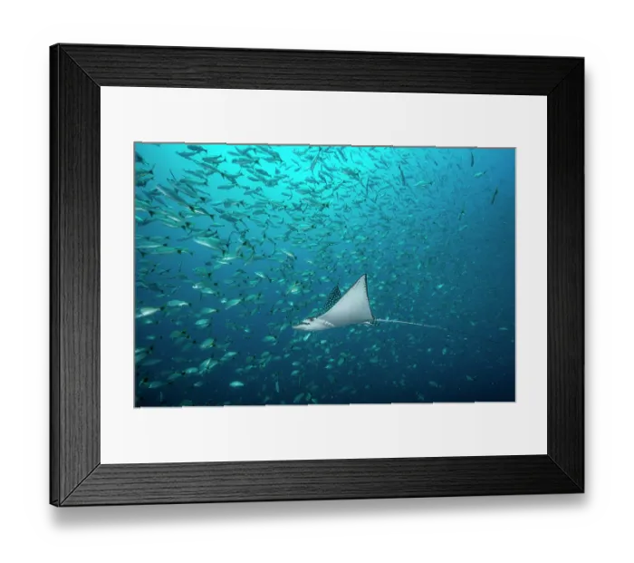 Framed Print : Pacific white-spotted eagle ray (Aetobatus laticeps) swimming through a shoal of fish, off Coco Beach, Guanacaste, Costa Rica, Pacific Ocean Framed Print : Pacific white-spotted eagle ray (Aetobatus laticeps) swimming through a shoal of fish, off Coco Beach, Guanacaste, Costa Rica, Pacific Ocean