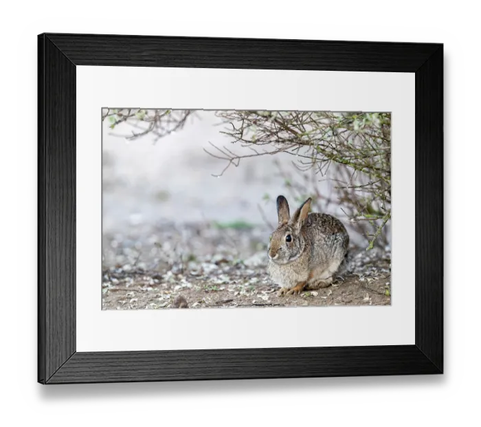 Framed Print : Eastern cottontail (Sylvilagus floridanus) sitting under bush, near Uvalde, Texas, USA. January Framed Print : Eastern cottontail (Sylvilagus floridanus) sitting under bush, near Uvalde, Texas, USA. January