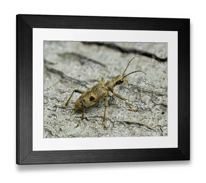 Framed Print : RF - Longhorn beetle (Rhagium mordax) recently emerged adult resting on dead wood, Buckinghamshire, England, UK. May. Focus stacked Framed Print : RF - Longhorn beetle (Rhagium mordax) recently emerged adult resting on dead wood, Buckinghamshire, England, UK. May. Focus stacked