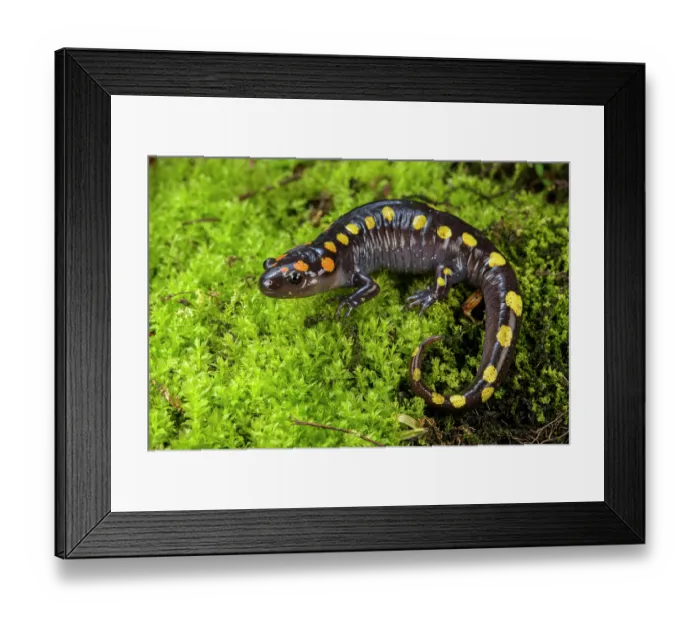 Framed Print : Spotted salamander (Ambystoma maculatum) on moss, portrait, Illinois, USA. April Framed Print : Spotted salamander (Ambystoma maculatum) on moss, portrait, Illinois, USA. April