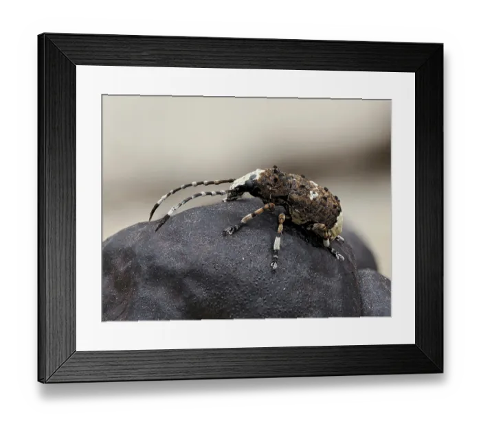 Framed Print : RF - Bird dropping weevil (Platystomos albinus) resting on Cramp ball fungus (Daldinia concentrica), Buckinghamshire, England, UK. May. Focus stacked Framed Print : RF - Bird dropping weevil (Platystomos albinus) resting on Cramp ball fungus (Daldinia concentrica), Buckinghamshire, England, UK. May. Focus stacked