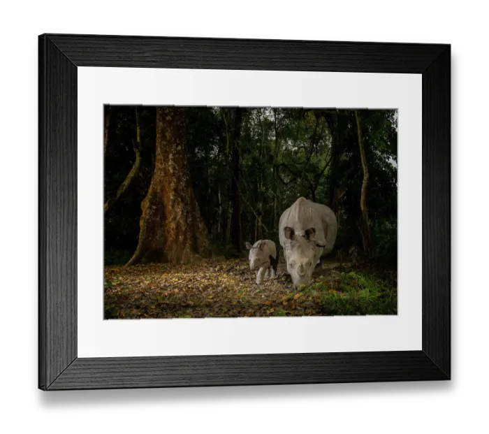 Framed Print : Indian rhinoceros (Rhinoceros unicornis) female and calf, foraging in forest next to Silk cotton tree (Bombax ceiba), Kaziranga National Park, Assam, India. Camera trap image Framed Print : Indian rhinoceros (Rhinoceros unicornis) female and calf, foraging in forest next to Silk cotton tree (Bombax ceiba), Kaziranga National Park, Assam, India. Camera trap image