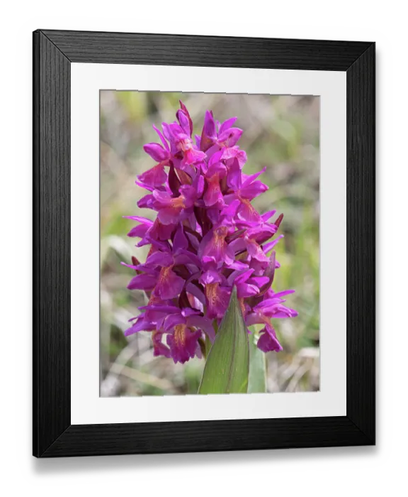Framed Print : Elderflower orchid (Dactylorhiza sambucina) magenta variety, in flower, Gran Sasso, Abruzzo, Italy. May Framed Print : Elderflower orchid (Dactylorhiza sambucina) magenta variety, in flower, Gran Sasso, Abruzzo, Italy. May