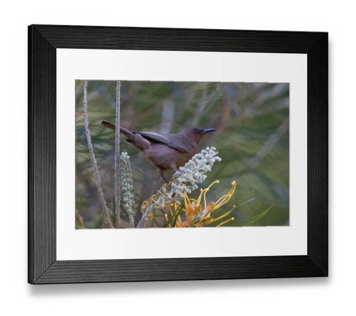 Framed Print : Dusky honeyeater (Myzomela obscura) perched on Grevillea (Grevillea sp) flower, Wet Tropics World Heritage, Lake Eacham, Queensland, Australia Framed Print : Dusky honeyeater (Myzomela obscura) perched on Grevillea (Grevillea sp) flower, Wet Tropics World Heritage, Lake Eacham, Queensland, Australia