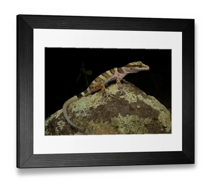 Framed Print : Ring-tailed gecko (Cyrtodactylus louisiadensis) resting on rock at night, Cooktown, Queensland, Australia Framed Print : Ring-tailed gecko (Cyrtodactylus louisiadensis) resting on rock at night, Cooktown, Queensland, Australia