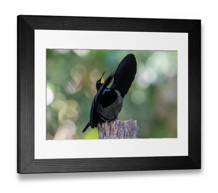 Framed Print : RF - Victoria's riflebird (Ptiloris victoriae) male, courtship display, Wet Tropics World Heritage, Lake Eacham, Queensland, Australia Framed Print : RF - Victoria's riflebird (Ptiloris victoriae) male, courtship display, Wet Tropics World Heritage, Lake Eacham, Queensland, Australia