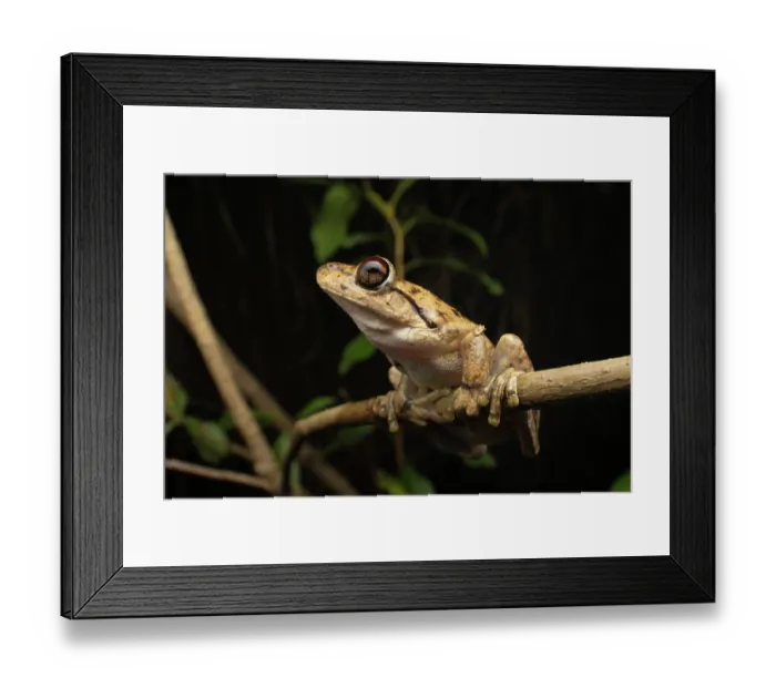 Framed Print : Northern laughing tree frog (Litoria rothii) resting on branch at night, Cooktown, Queensland, Australia Framed Print : Northern laughing tree frog (Litoria rothii) resting on branch at night, Cooktown, Queensland, Australia