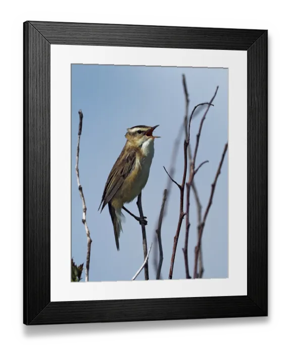 Framed Print : RF - Sedge warbler (Acrocephalus schoenobaenus) male, perched on dead twigs singing, Yorkshire, England, UK. June Framed Print : RF - Sedge warbler (Acrocephalus schoenobaenus) male, perched on dead twigs singing, Yorkshire, England, UK. June