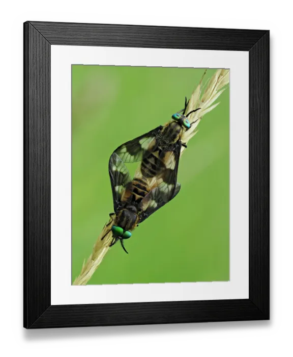 Framed Print : RF - Splayed deerflies (Chrysops caecutiens) pair mating on grass stem, Hertfordshire, England, UK. June. Focus stacked