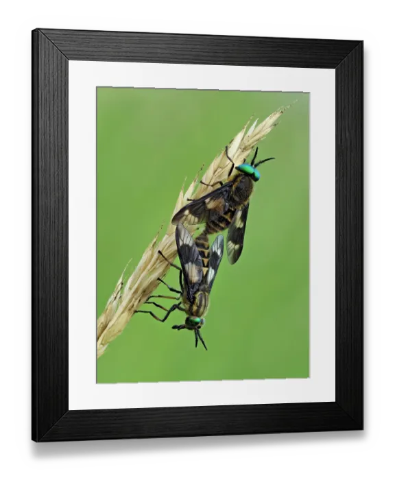 Framed Print : RF - Splayed deerflies (Chrysops caecutiens) pair mating on grass stem, Hertfordshire, England, UK. June. Focus stacked