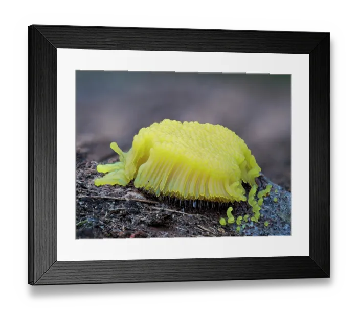 Framed Print : RF - Slime mould (Stemonitis flavogenita) freshly developed yellow sporangia, Hertfordshire, England, UK. May. Focus stacked Framed Print : RF - Slime mould (Stemonitis flavogenita) freshly developed yellow sporangia, Hertfordshire, England, UK. May. Focus stacked