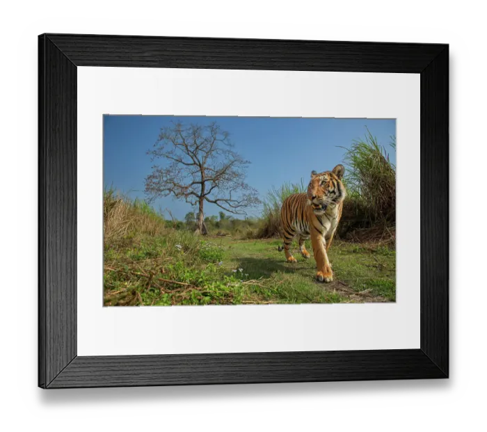 Framed Print : Tiger (Panthera tigris) male, walking along grassy trail with Silk cotton tree (Bombax ceiba) in background, Kaziranga National Park, Assam, India. Endangered. Camera trap image Framed Print : Tiger (Panthera tigris) male, walking along grassy trail with Silk cotton tree (Bombax ceiba) in background, Kaziranga National Park, Assam, India. Endangered. Camera trap image