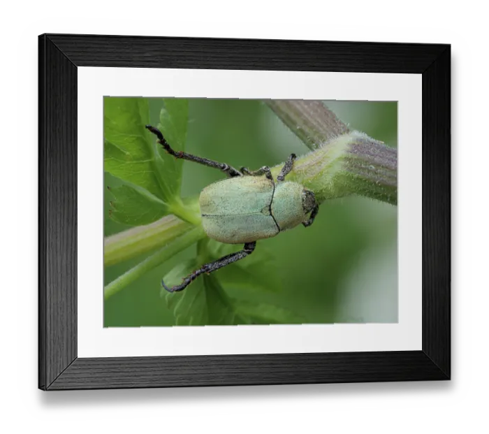 Framed Print : Scarab beetle (Hoplia argentea) male, resting on plant stem, Italy. June Framed Print : Scarab beetle (Hoplia argentea) male, resting on plant stem, Italy. June
