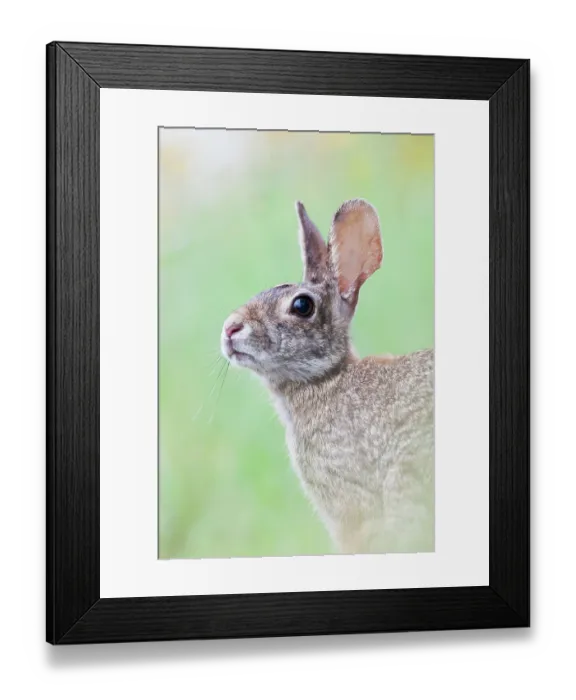 Framed Print : Eastern cottontail (Sylvilagus floridanus) portrait, Santa Margarita Ranch, Laredo Borderlands, Texas, USA. April Framed Print : Eastern cottontail (Sylvilagus floridanus) portrait, Santa Margarita Ranch, Laredo Borderlands, Texas, USA. April