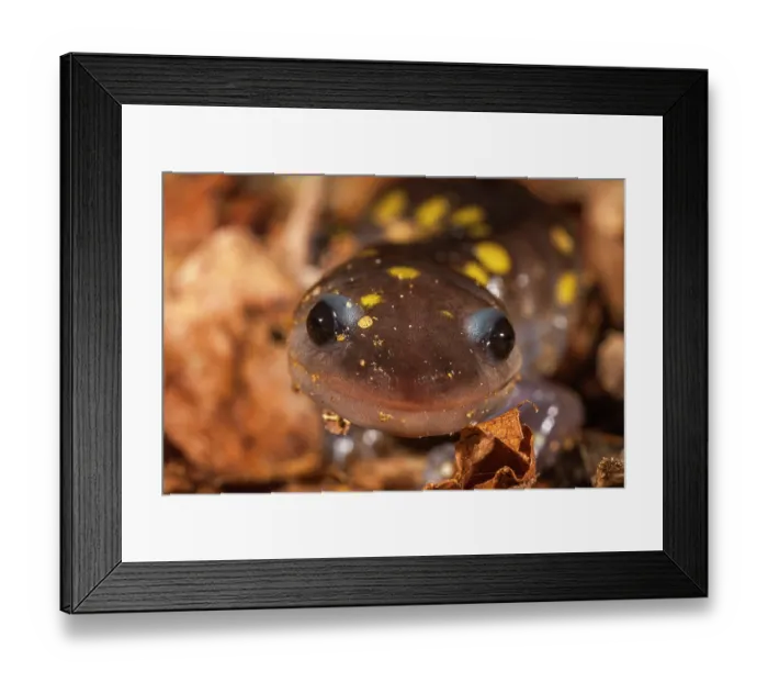 Framed Print : Spotted salamander (Ambystoma maculatum) migrating to vernal pool, Blackbird State Forest, Delaware, USA. March