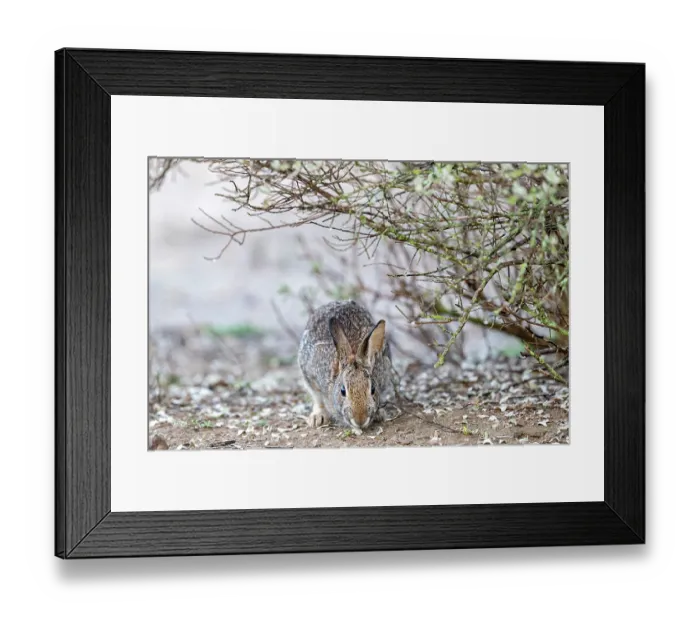 Framed Print : Eastern cottontail (Sylvilagus floridanus) foraging under bush, near Uvalde, Texas, USA. January Framed Print : Eastern cottontail (Sylvilagus floridanus) foraging under bush, near Uvalde, Texas, USA. January