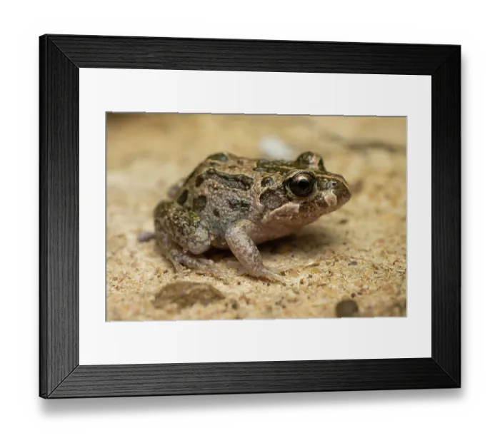 Framed Print : Marbled frog (Limnodynastes convexiusculus) portrait, Cooktown, Queensland, Australia Framed Print : Marbled frog (Limnodynastes convexiusculus) portrait, Cooktown, Queensland, Australia