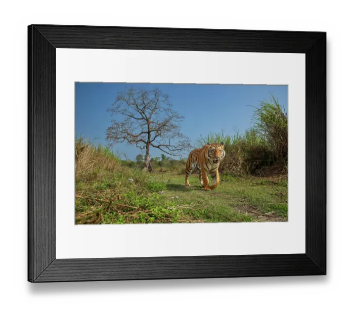 Framed Print : Tiger (Panthera tigris) male, walking along grassy trail with Silk cotton tree (Bombax ceiba) in background, Kaziranga National Park, Assam, India. Endangered. Camera trap image Framed Print : Tiger (Panthera tigris) male, walking along grassy trail with Silk cotton tree (Bombax ceiba) in background, Kaziranga National Park, Assam, India. Endangered. Camera trap image