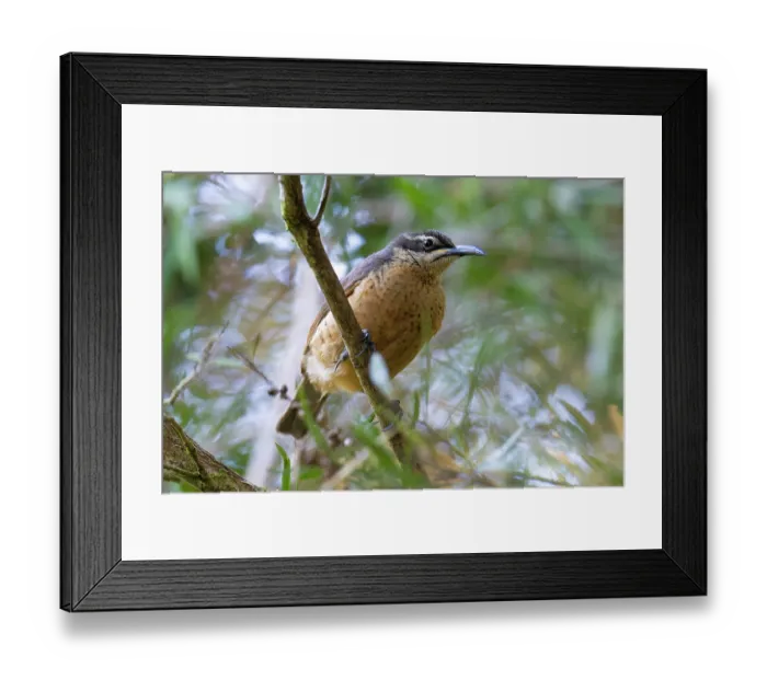 Framed Print : Victoria's riflebird (Ptiloris victoriae) female, perched on branch, Wet Tropics World Heritage, Lake Eacham, Queensland, Australia Framed Print : Victoria's riflebird (Ptiloris victoriae) female, perched on branch, Wet Tropics World Heritage, Lake Eacham, Queensland, Australia