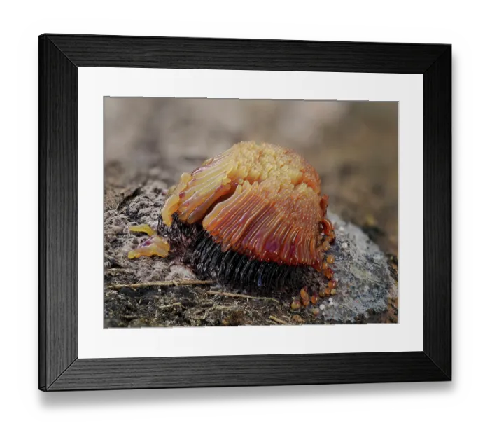Framed Print : RF - Slime mould (Stemonitis flavogenita) with sporangia having developed around 3 hours ago showing colour change from original yellow colour, Hertfordshire, England, UK. May