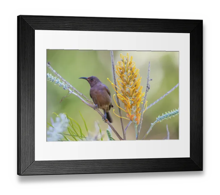 Framed Print : Dusky honeyeater (Myzomela obscura) perched on Grevillea (Grevillea sp), Wet Tropics World Heritage, Lake Eacham, Queensland, Australia Framed Print : Dusky honeyeater (Myzomela obscura) perched on Grevillea (Grevillea sp), Wet Tropics World Heritage, Lake Eacham, Queensland, Australia
