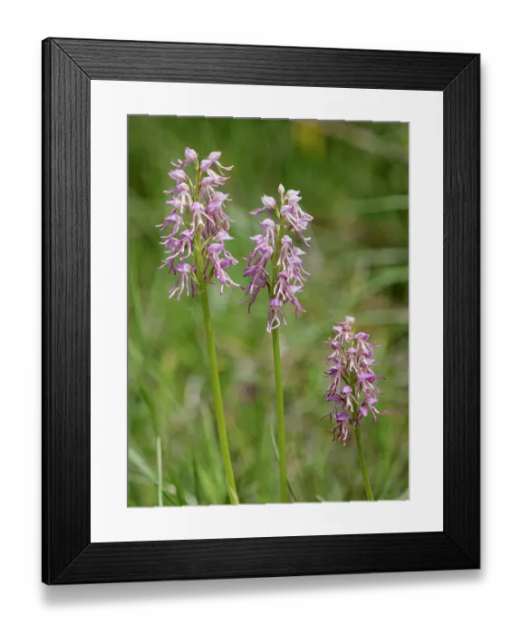 Framed Print : Man and monkey orchid (Orchis x bergonii), Orchis anthropophorum x Orchis.simia hybrid, in flower, Sibillini, Umbria, Italy. May. Focus stacked Framed Print : Man and monkey orchid (Orchis x bergonii), Orchis anthropophorum x Orchis.simia hybrid, in flower, Sibillini, Umbria, Italy. May. Focus stacked