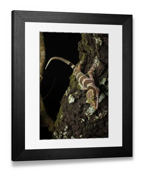 Framed Print : Ring-tailed gecko (Cyrtodactylus louisiadensis) resting on rock at night, Cooktown, Queensland, Australia Framed Print : Ring-tailed gecko (Cyrtodactylus louisiadensis) resting on rock at night, Cooktown, Queensland, Australia