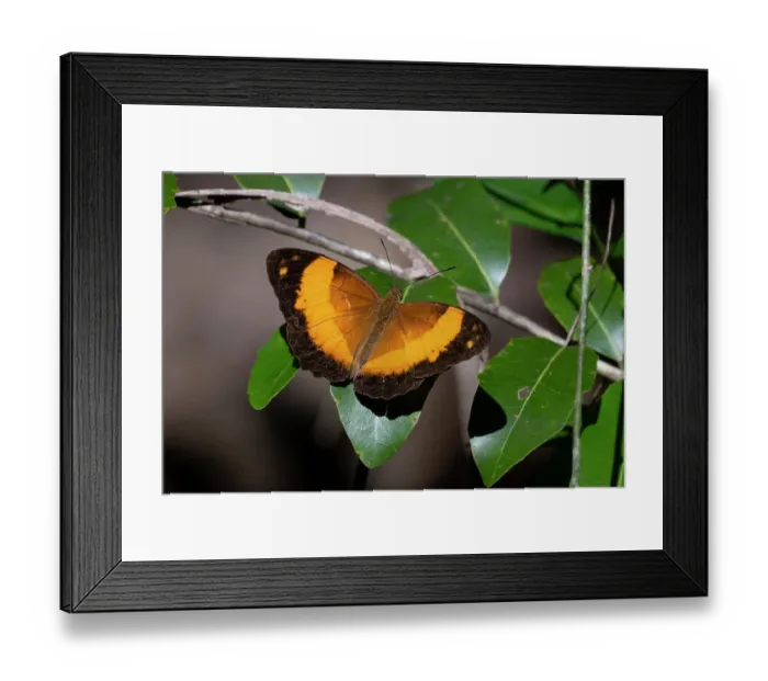 Framed Print : Bordered rustic butterfly (Cupha prosope) basking on leaf in riverine forest, Bloomfield, Queensland, Australia Framed Print : Bordered rustic butterfly (Cupha prosope) basking on leaf in riverine forest, Bloomfield, Queensland, Australia