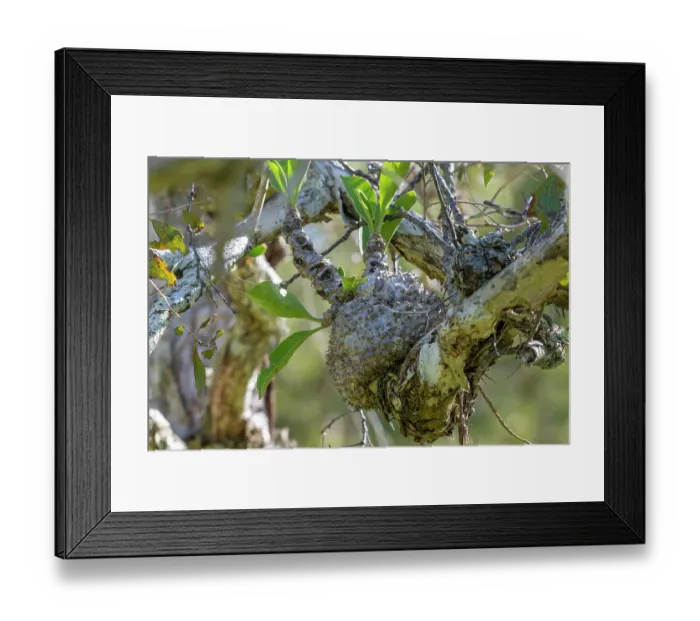 Framed Print : Ant plant (Myrmecodia beccari), epiphytic plant with numerous chambers in which ants live, Cairns, Queensland, Australia Framed Print : Ant plant (Myrmecodia beccari), epiphytic plant with numerous chambers in which ants live, Cairns, Queensland, Australia