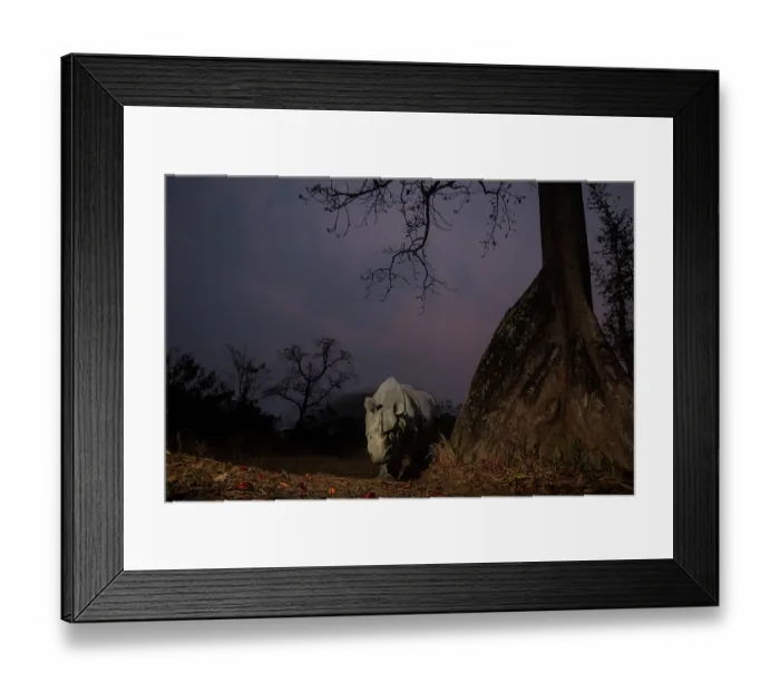 Framed Print : Indian rhinoceros (Rhinoceros unicornis) standing next to Silk cotton tree (Bombax ceiba) at night, Kaziranga National Park, Assam, India. Camera trap image Framed Print : Indian rhinoceros (Rhinoceros unicornis) standing next to Silk cotton tree (Bombax ceiba) at night, Kaziranga National Park, Assam, India. Camera trap image
