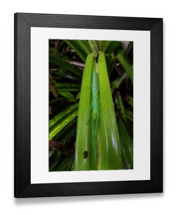 Framed Print : Peppermint stick insect (Megacrania batesii) sheltering in Pandanus frond (food plant), Cape Tribulation, Queensland, Australia Framed Print : Peppermint stick insect (Megacrania batesii) sheltering in Pandanus frond (food plant), Cape Tribulation, Queensland, Australia
