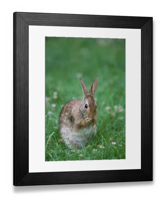 Framed Print : Eastern cottontail (Sylvilagus floridanus) sitting in grass grooming its face, Philadelphia, Pennsylvania, USA. July Framed Print : Eastern cottontail (Sylvilagus floridanus) sitting in grass grooming its face, Philadelphia, Pennsylvania, USA. July