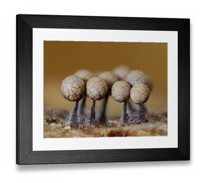 Framed Print : RF - Slime mould (Cribraria argillacea) mature sporangia on rotting pine log with fungi starting to infect the stems, Hertfordshire, England, UK. September. Focus stacked Framed Print : RF - Slime mould (Cribraria argillacea) mature sporangia on rotting pine log with fungi starting to infect the stems, Hertfordshire, England, UK. September. Focus stacked