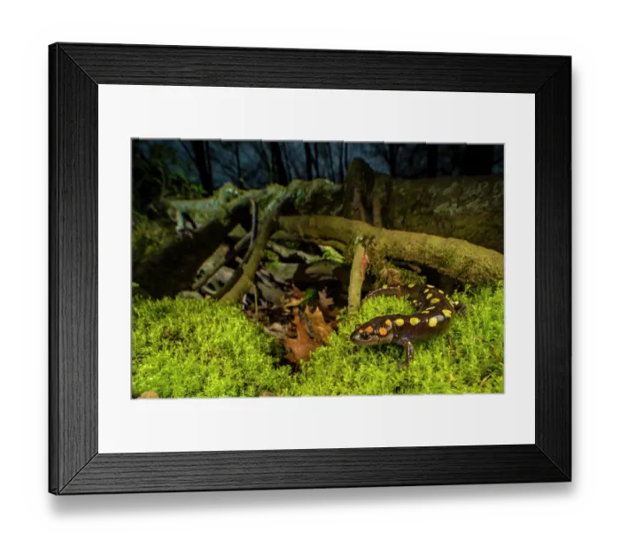 Framed Print : Spotted salamander (Ambystoma maculatum) close to a cypress swamp at night, Carbondale, Illinois, USA. April Framed Print : Spotted salamander (Ambystoma maculatum) close to a cypress swamp at night, Carbondale, Illinois, USA. April