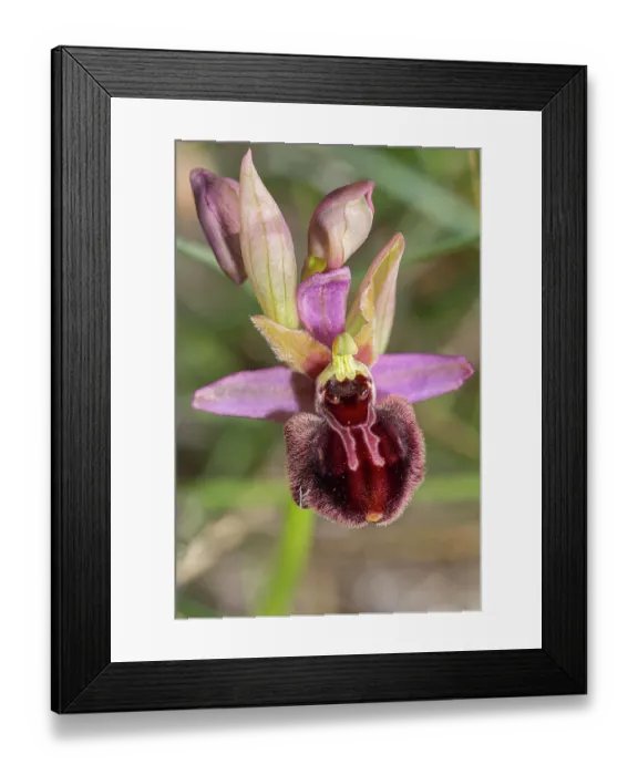 Framed Print : Ophry x surdii orchid, hybrid between Ophrys passionis garganica x Ophrys tenthredinifera neglecta, close up of flower, Gargano, Puglia, Italy. April Framed Print : Ophry x surdii orchid, hybrid between Ophrys passionis garganica x Ophrys tenthredinifera neglecta, close up of flower, Gargano, Puglia, Italy. April