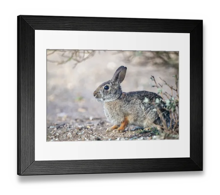 Framed Print : Eastern cottontail (Sylvilagus floridanus) sitting under bush, near Uvalde, Texas, USA. January Framed Print : Eastern cottontail (Sylvilagus floridanus) sitting under bush, near Uvalde, Texas, USA. January