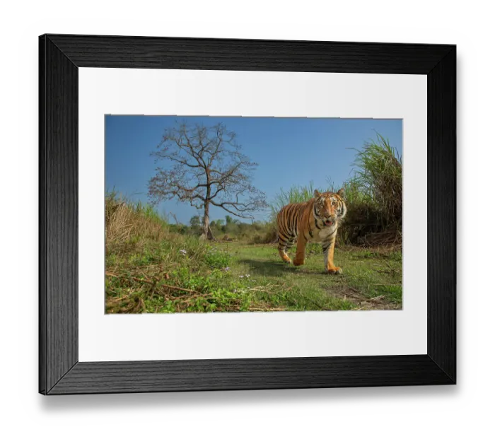 Framed Print : Tiger (Panthera tigris) male, walking along grassy trail with Silk cotton tree (Bombax ceiba) in background, Kaziranga National Park, Assam, India. Endangered. Camera trap image Framed Print : Tiger (Panthera tigris) male, walking along grassy trail with Silk cotton tree (Bombax ceiba) in background, Kaziranga National Park, Assam, India. Endangered. Camera trap image