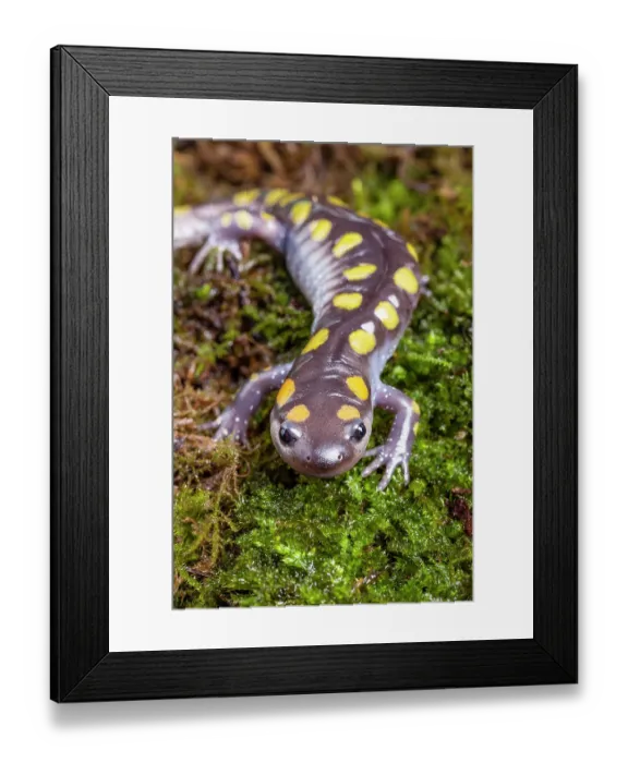 Framed Print : Spotted salamander (Ambystoma maculatum) portrait. Captive, occurs in North America Framed Print : Spotted salamander (Ambystoma maculatum) portrait. Captive, occurs in North America