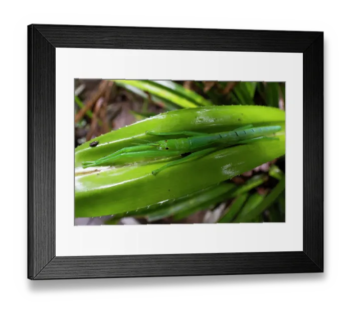 Framed Print : Peppermint stick insect (Megacrania batesii) sheltering in Pandanus frond (food plant), Cape Tribulation, Queensland, Australia Framed Print : Peppermint stick insect (Megacrania batesii) sheltering in Pandanus frond (food plant), Cape Tribulation, Queensland, Australia