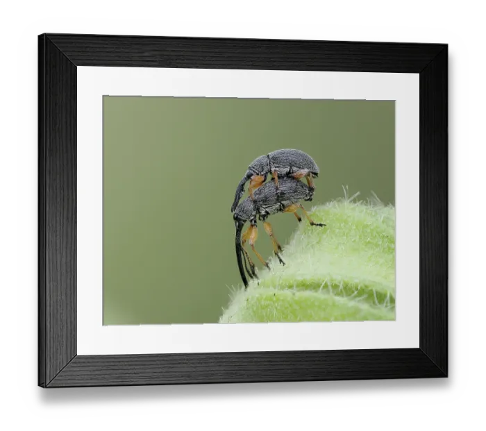 Framed Print : Hollyhock weevils (Rhopalapion longirostre) pair mating, Hertfordshire, England, UK. June. Focus stacked Framed Print : Hollyhock weevils (Rhopalapion longirostre) pair mating, Hertfordshire, England, UK. June. Focus stacked
