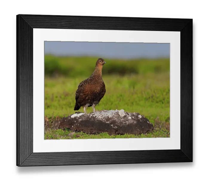 Framed Print : Red grouse (Lagopus lagopus scotica) male, standing on rock on moorland, North Yorkshire, England, UK. July Framed Print : Red grouse (Lagopus lagopus scotica) male, standing on rock on moorland, North Yorkshire, England, UK. July