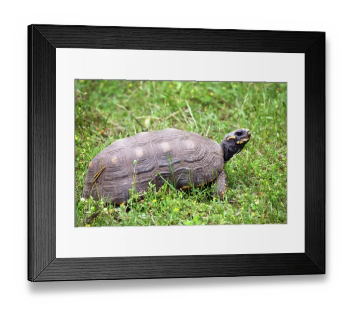 Framed Print : Red-footed tortoise (Chelonoidis carbonarius) portrait, South America. Captive Framed Print : Red-footed tortoise (Chelonoidis carbonarius) portrait, South America. Captive