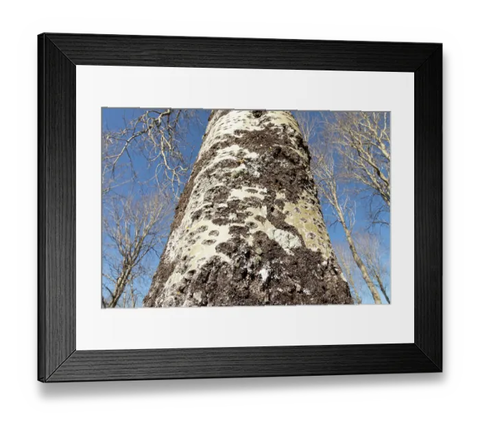 Framed Print : Fissured bark on the trunk of a mature Aspen (Populus tremula) tree, Insh Marshes, Cairngorms National Park, Scotland, UK. April Framed Print : Fissured bark on the trunk of a mature Aspen (Populus tremula) tree, Insh Marshes, Cairngorms National Park, Scotland, UK. April